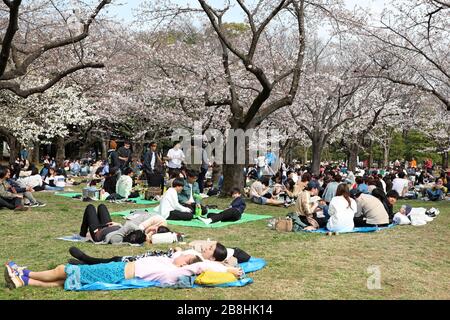 Tokyo, Japan. 22nd Mar, 2020. Japanese celebrate Cherry Blossom season with traditional Hanami parties in Yoyogi Park, Tokyo, Japan. Despite the fear of the Coronavius, life goes on almost as normal, though some of the larger mass gatherings have been cancelled, individual picnics with more space between them are still popular. Credit: Paul Brown/Alamy Live News Stock Photo