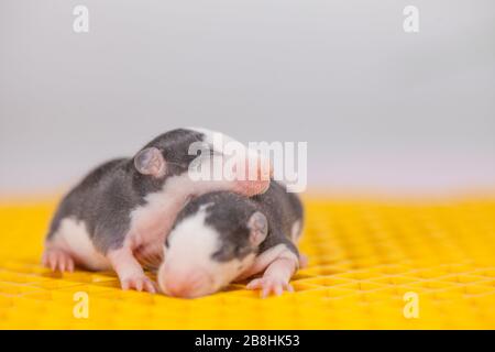 Little Mice On A Huge Yellow Layer Of Cheese Stock Photo Alamy,Salmon Skewers On The Grill