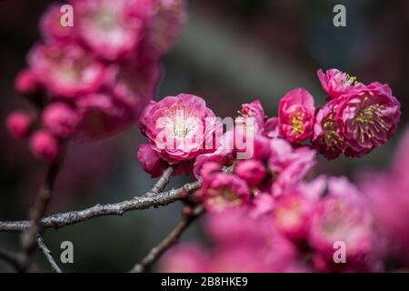 Red plum blossom flowers in Kyoto, Japan. Stock Photo
