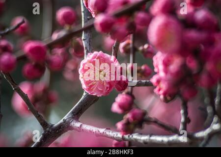 Red plum blossom flowers in Kyoto, Japan. Stock Photo