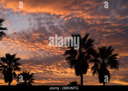 Silhouettes of palm trees against a colourful sunset sky with orange light in the clouds Stock Photo