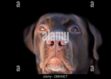 Face portrait of brown chocolate labrador retriever dog isolated on black background. Dog face close up with focus on nose. Young cute adorable brown Stock Photo