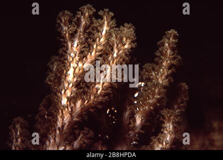 Kenya tree coral, Capnella sp. Stock Photo