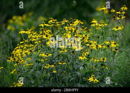 Rudbeckia laciniata Herbstsonne,Cutleaf coneflower,Yellow flower with green central cone,rudbeckias,garden perennial,perennials,RM Floral Stock Photo