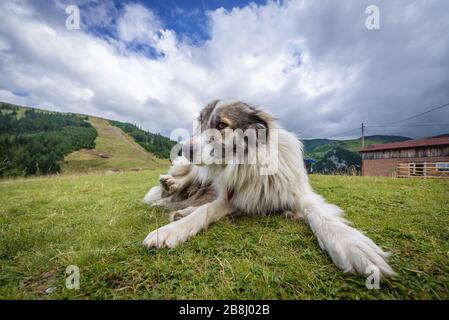 Sheep dog a pastuarge next to upper cable car station in Borsa resort in Rodna Mountains, located in Maramures County of northern Romania Stock Photo