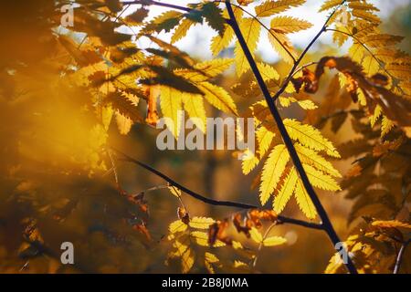 Red mountain ash leaves on thin curved branches are illuminated by bright sunlight in autumn. Stock Photo