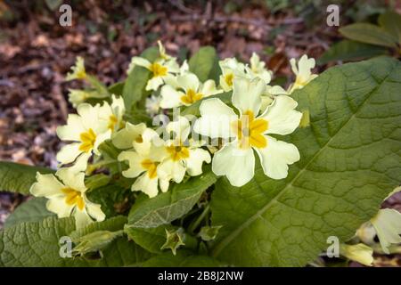 Close up view of the pale yellow flowers of the common primrose, Primula vulgaris, flowering in spring in Surrey, south-east England Stock Photo