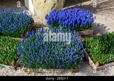 Attractive decorative box of blue grape hyacinths (Muscari) 'Caroloa' at the entrance RHS Garden, Wisley, Surrey in spring Stock Photo