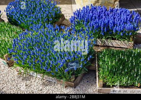 Attractive decorative box of blue flowering grape hyacinths (Muscari) 'Carolo' on display at the entrance RHS Garden, Wisley, Surrey in spring Stock Photo