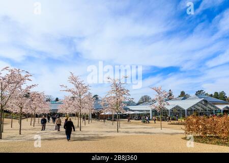 Wisley closed: visitors enjoy white Yoshino trees flowering at the entrance to RHS Garden, Wisley, Surrey the day before COVID-19 Coronavirus closure Stock Photo