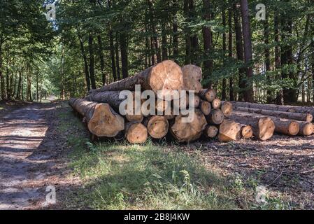 Cutted trees in forest in Walcz County in West Pomerania region of Poland Stock Photo
