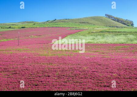 Spring field of sulla flowers in rural area of Province of Trapani on Sicily Island in Italy Stock Photo