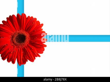 A detailed photo of a Gerbera, Daisy flower. It is isolated on white background with big drops of water and blue satin ribbon   (Lat.-Compositae (Aste Stock Photo