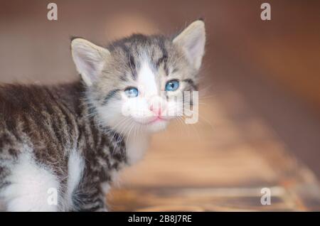 Five weeks old  kitten portrait. Little cute funny kittens Stock Photo