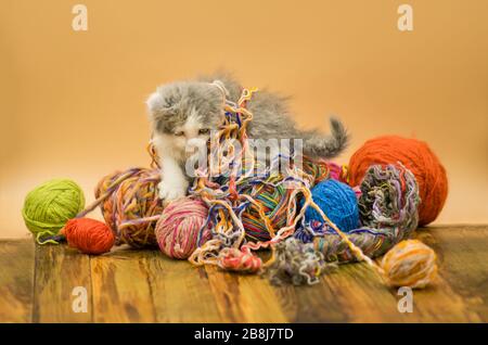 Cute kitten on light background. Six weeks old kitten. Baby cat playing with ball of yarn on light background Stock Photo