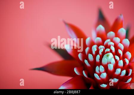 A macro view of a Guzmania flower on a bright red background with copy space Stock Photo
