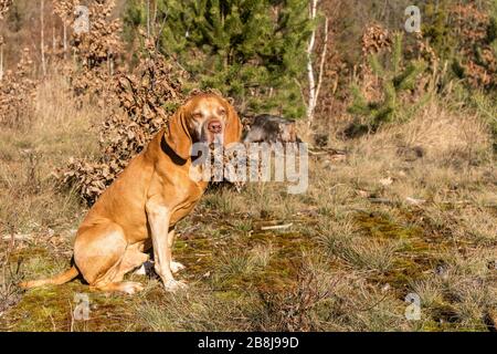 Hungarian Pointer (Vizsla) in the forest. Training of hunting dogs. Spring walk in nature. Morning sun. Old hunting dog on a walk. Stock Photo