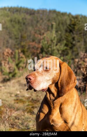 Hungarian Pointer (Vizsla) in the forest. Training of hunting dogs. Spring walk in nature. Morning sun. Old hunting dog on a walk. Stock Photo