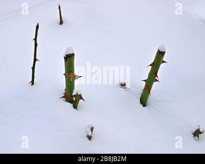 Cropped stems of roses with spiky thorns in the snow, close-up Stock Photo