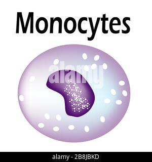 The structure of the monocyte. Monocytes blood cell. White blood cell immunity. Leukocyte. Infographics. Vector illustration on isolated background. Stock Vector