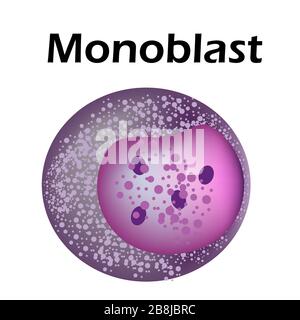 The structure of the monocyte. Monocytes blood cell. macrophage. White blood cell immunity. Leukocyte. Infographics. Vector illustration on isolated Stock Vector