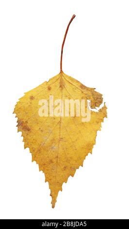 Single silver birch tree leaf on white background Stock Photo