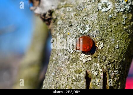 Solid Amber Resin Drops On A Tree Trunk Stock Photo - Download