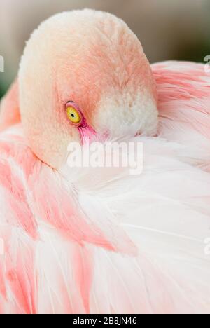 Greater Flamingo - Phoenicopterus roseus, beautiful water bird from southern Africa sea coast, Walvis Bay, Namibia. Stock Photo