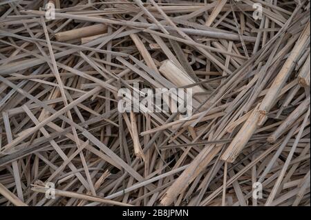 Unwrought dried reed on the lake shore background. Stock Photo