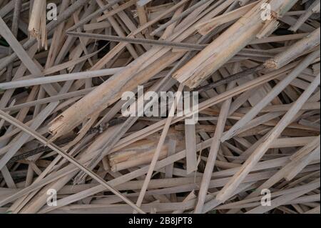 Unwrought dried reed on the lake shore background. Stock Photo