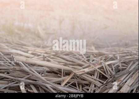 Unwrought dried reed on the lake shore background. Stock Photo