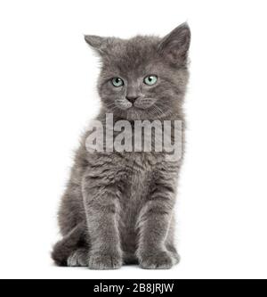 Grey kitten British Shorthair sitting, 7 weeks old, isolated on white Stock Photo