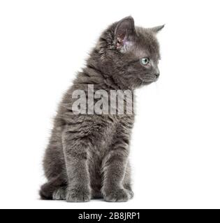 Grey kitten British Shorthair sitting, 7 weeks old, isolated on white Stock Photo