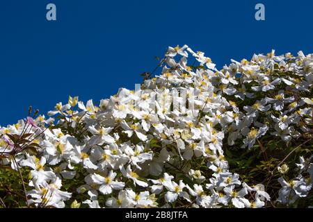 Vibrant white Clematis Montana smothering a bower in Applecross Gardens, against a blue sky, on the coast in Western Scotland. Stock Photo