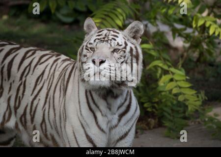 beautiful portrait of a qhite male of bengal tiger Stock Photo