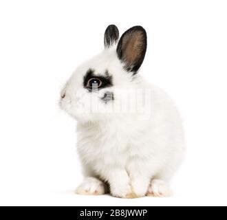 White rabbit sitting, isolated on white Stock Photo