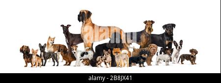 Large group of purebred dogs in studio against white background Stock Photo