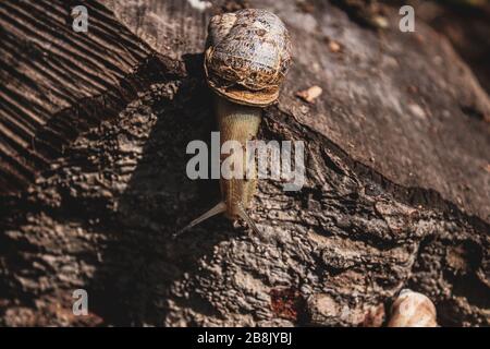 Macro photo of a garden snail climbing down a cut tree known Helix pomatia also Roman snail Burgundy snail. It's trying to figure how to go down. Stock Photo