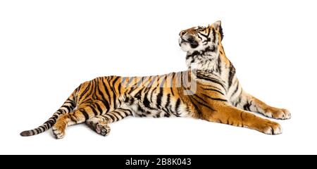 Tiger lying down, looking backward, big cat, isolated on white Stock Photo