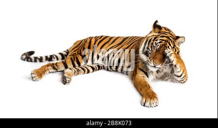 Shy tiger lying down, big cat, Stock Photo
