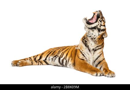 Tiger lying down and yawning, big cat, isolated on white Stock Photo