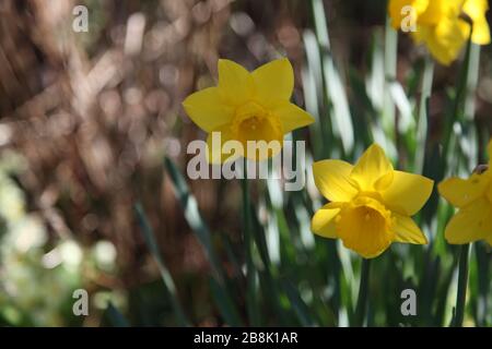 UK garden Daffodils in Spring 2020 close up with bokeh Stock Photo