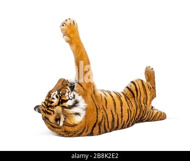 Tiger lying down and playing, big cat, isolated on white Stock Photo