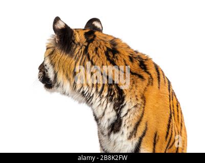 Rear view of a tiger's head looking backwards, big cat, isolated on white Stock Photo