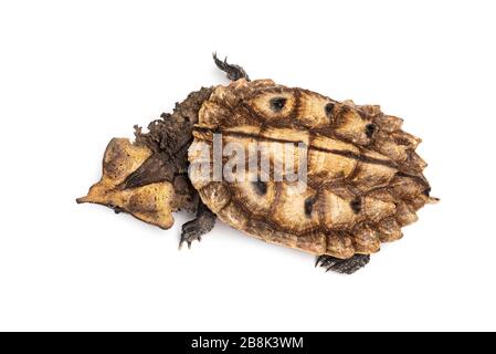 Top view of a Mata Mata, turtle, Chelus fimbriata, isolated on white Stock Photo
