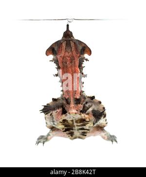 Surfacing Mata Mata, turtle, Chelus fimbriata, isolated on white Stock Photo