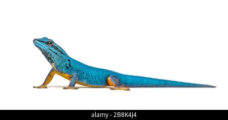 Electric blue gecko, Lygodactylus williamsi, isolated Stock Photo