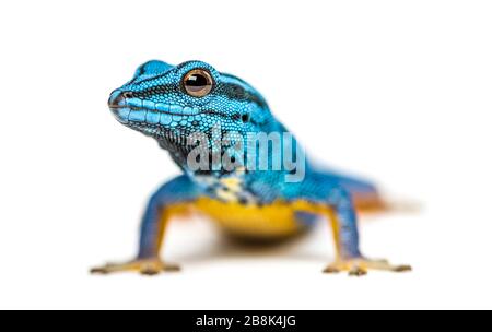 Electric blue gecko looking at the camera, Lygodactylus williamsi, isolated Stock Photo