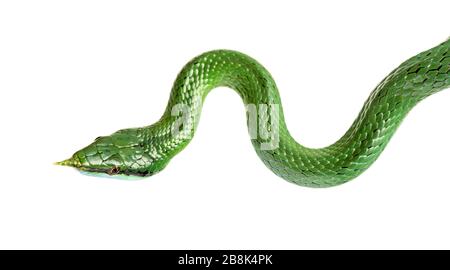 Rhino rat snake, Rhynchophis boulengeri, isolated Stock Photo