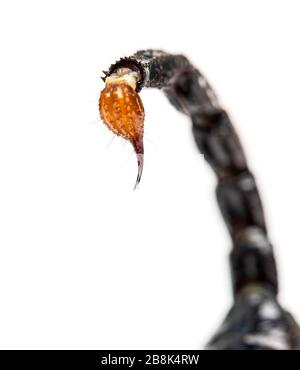 Close-up of a drop of venom on the tail of a Emperor scorpion, Pandinus imperator, isolated Stock Photo